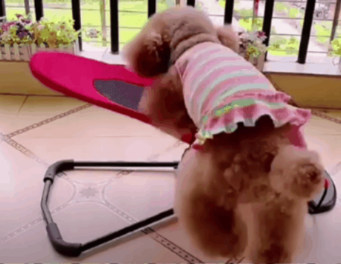 Cama Mecedora Para Mascotas